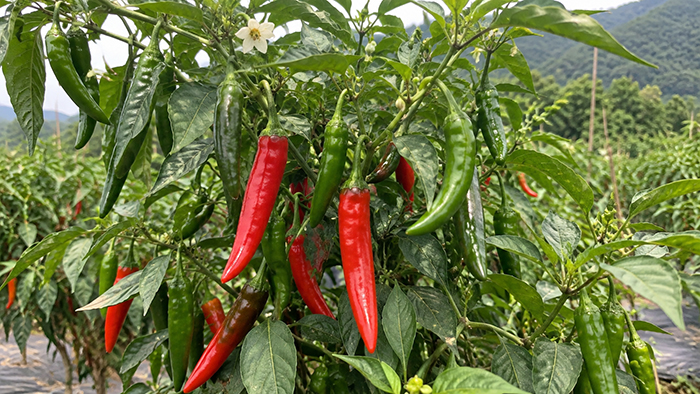 초록색 풋고추와 붉게 익은 홍고추가 함께 달린 늦여름 고추밭